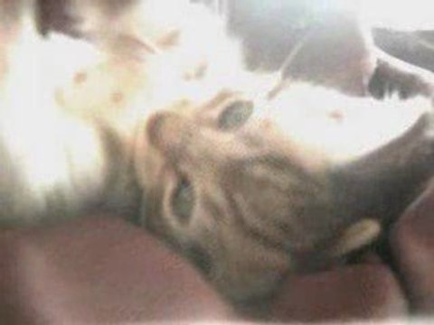 Litchi mon chat mdr.. no comment