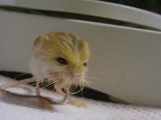 Gerboise pygmee : une bestiole très mignonne