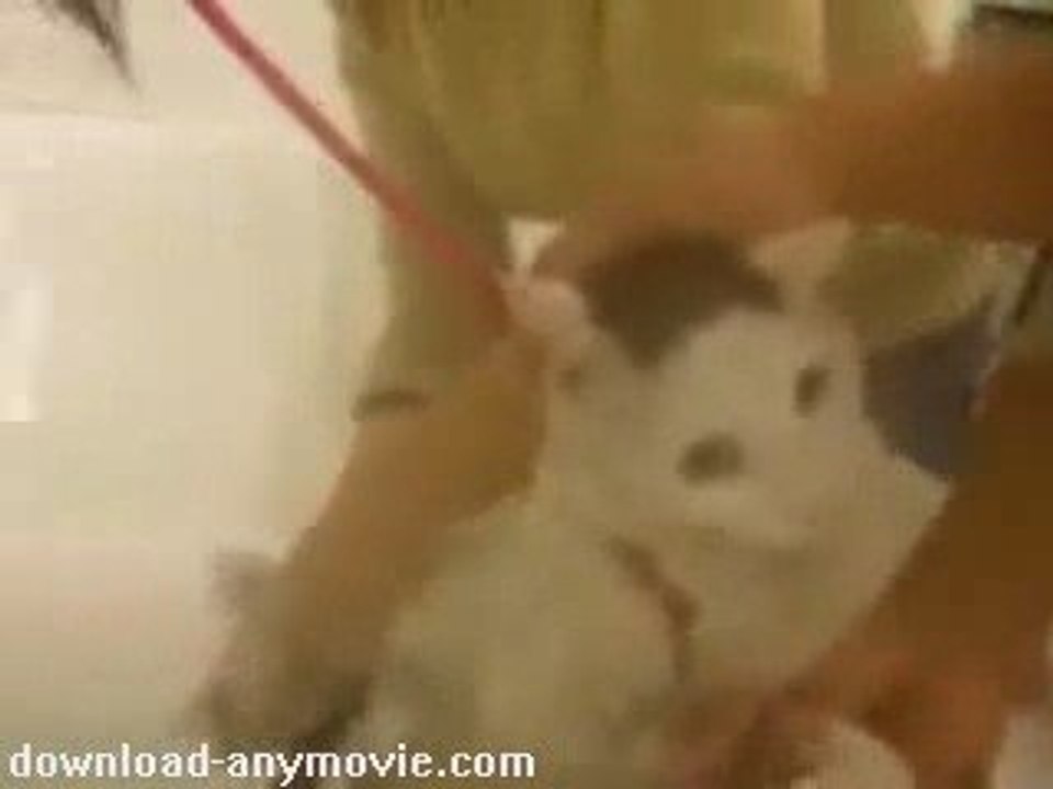 Speaking cat