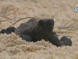 Episode 19 : Naissance des Tortues