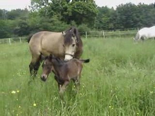 V..... ..... DU BLIN par IMPERIAL DU BLIN et LAVANDE DU SUD