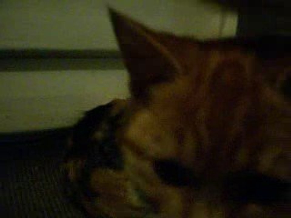 Cats night out! not really is just at nite!