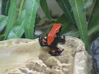 Moskova'da Öldürücü Güzellikler Sergisi Açıldı...