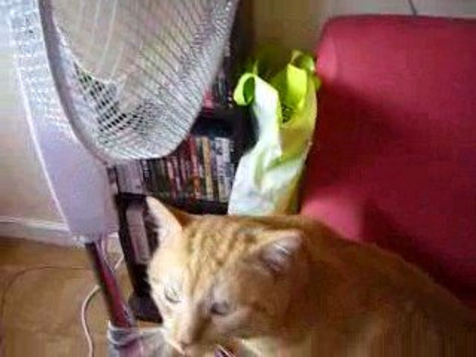 mon chat garfield