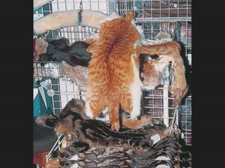 mechanceté humaine (ATTENTION IMAGES CHOQUANTES)