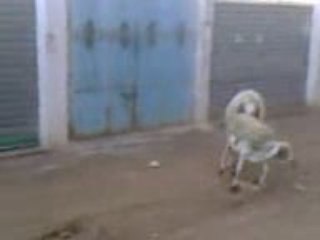 Maroc humour 2009