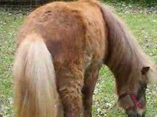 Chalet 22 mai 2009 013