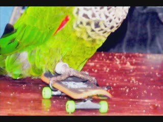 Have a real Pirate Kids Theme Party with Polly Parrot Tricks