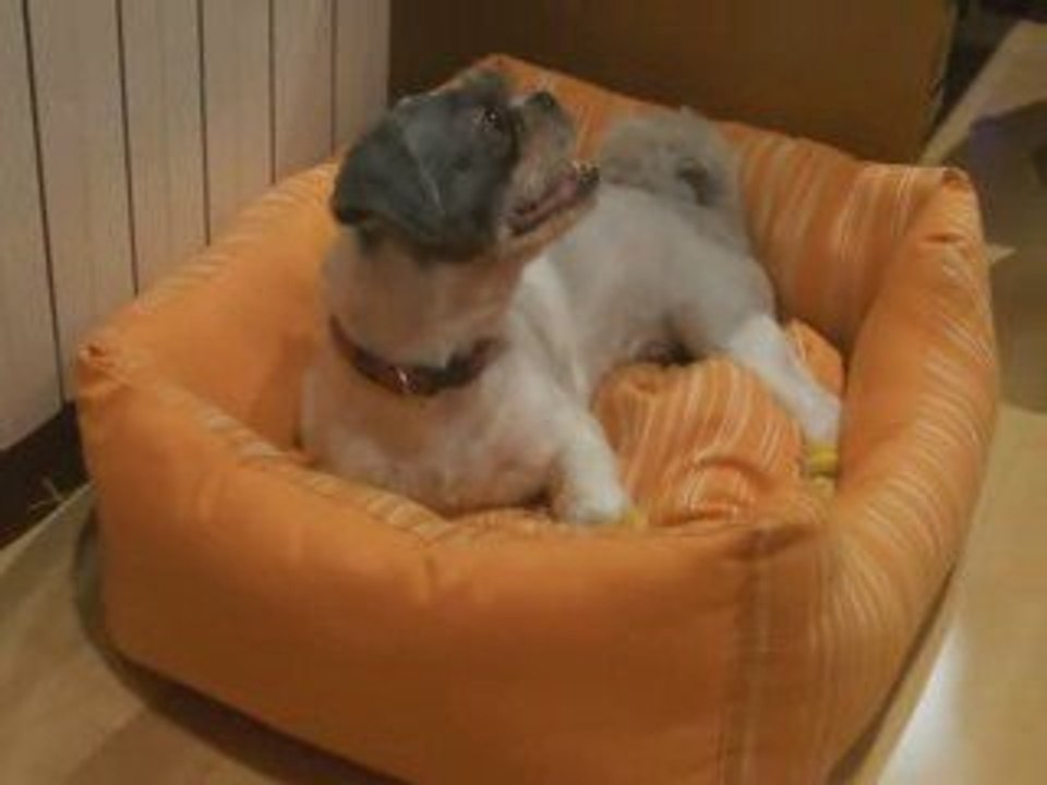 El Xato Divx 1440x1080_25_4000 kbps