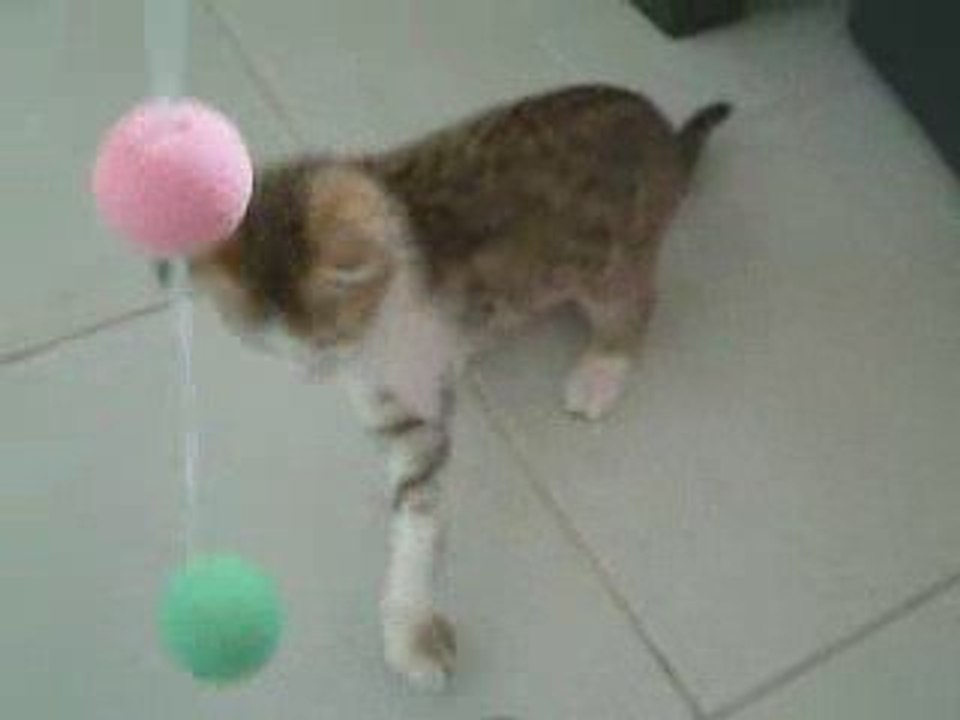 mon chaton