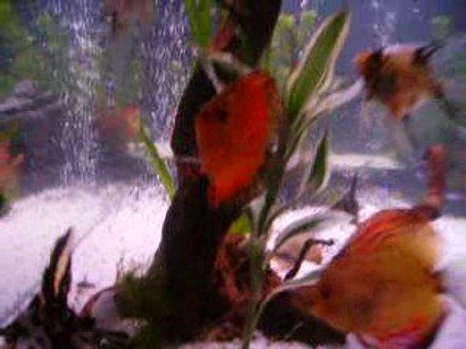 mon bac le 2/05/2009