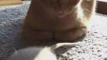 Les souris et le chat