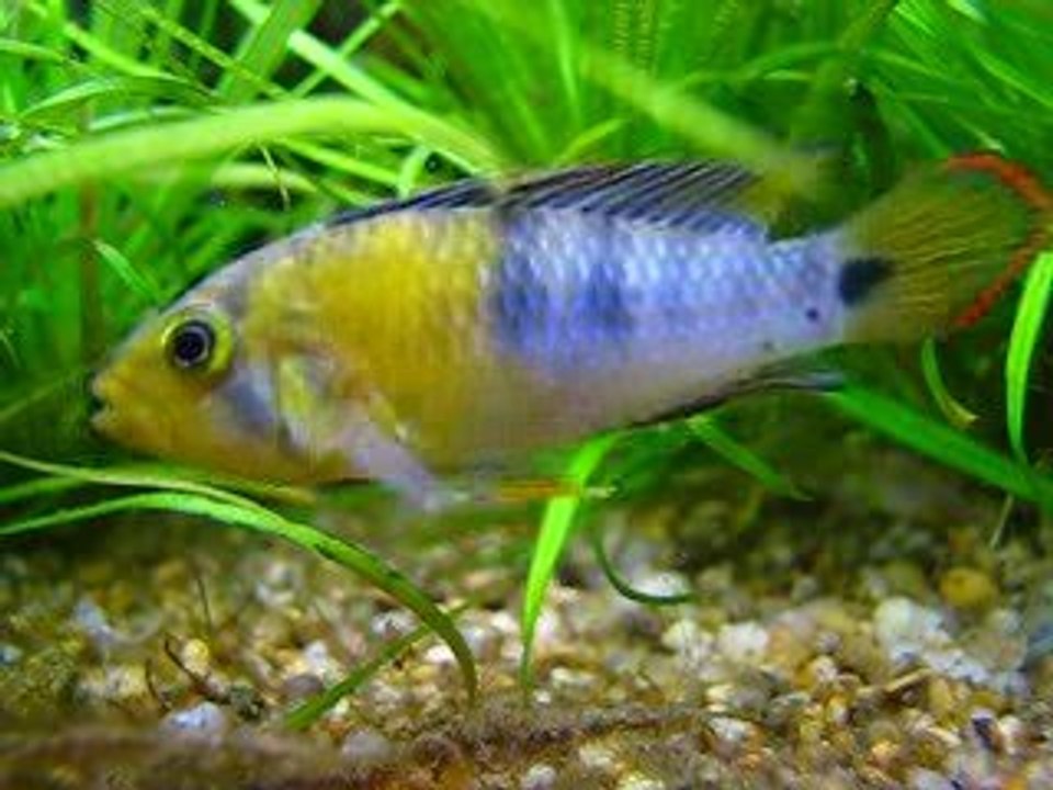 Apistogramma Baenschi (inca)