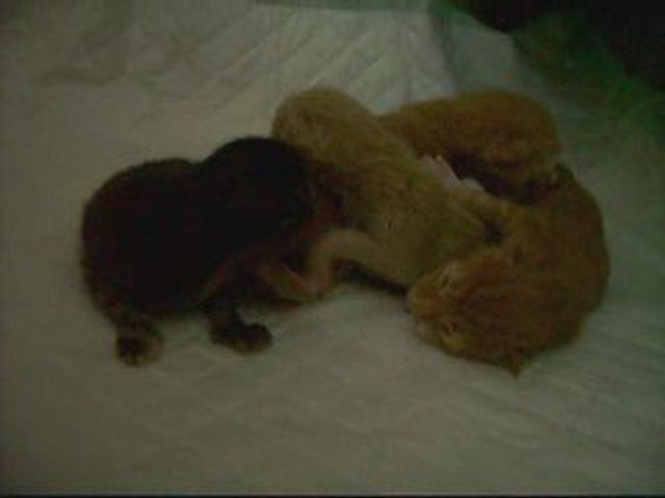 Bébés de saphira (maine coon) 1jour