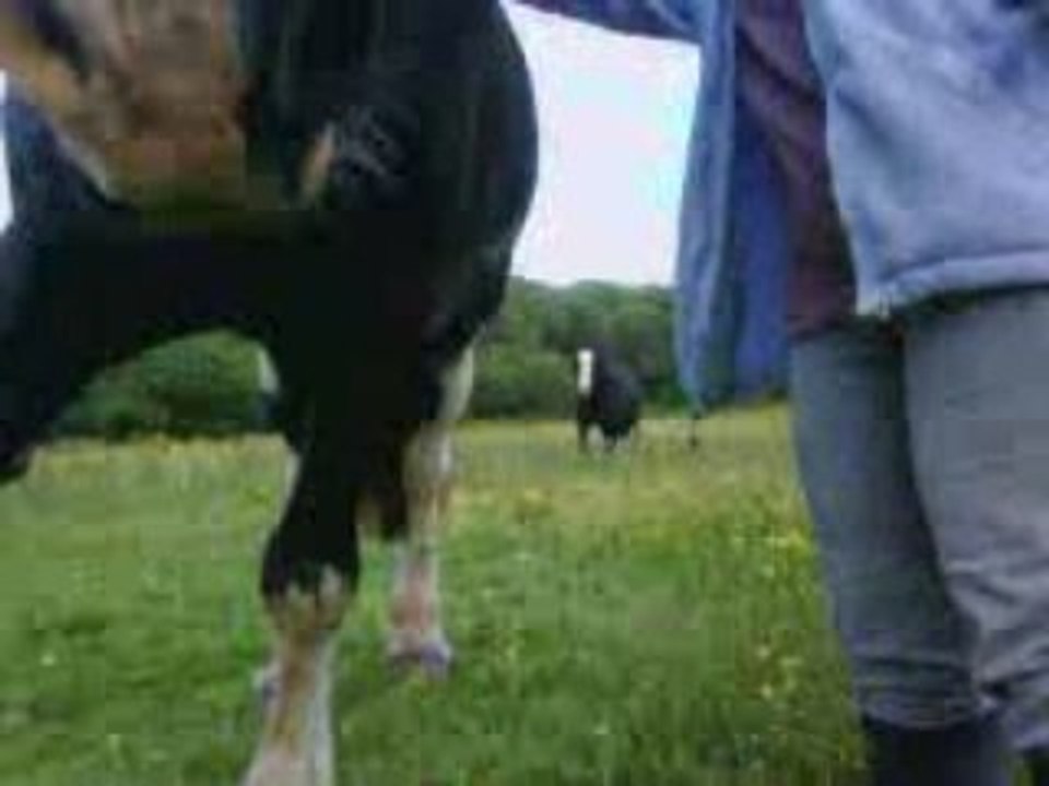 Joey being caught