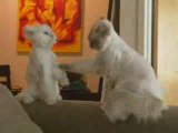 Karate Cats / Blog-videos.org
