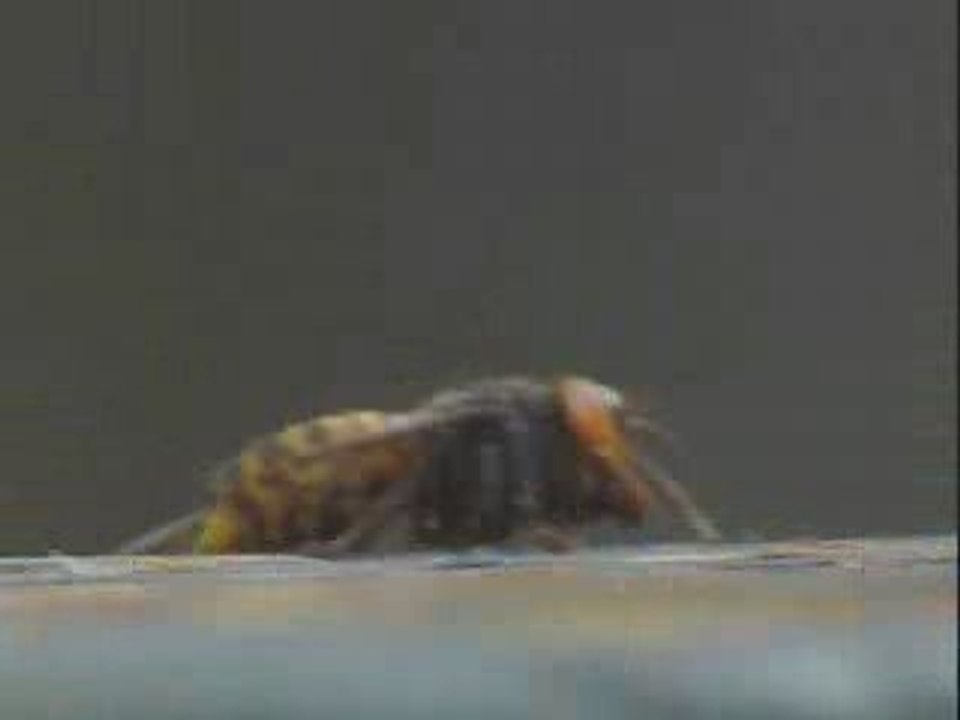 30 frelons vs 30000 abeilles