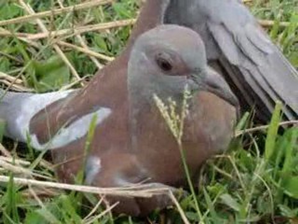 Furadan Poisoned pigeon