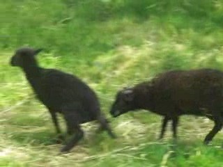 Mes moutons
