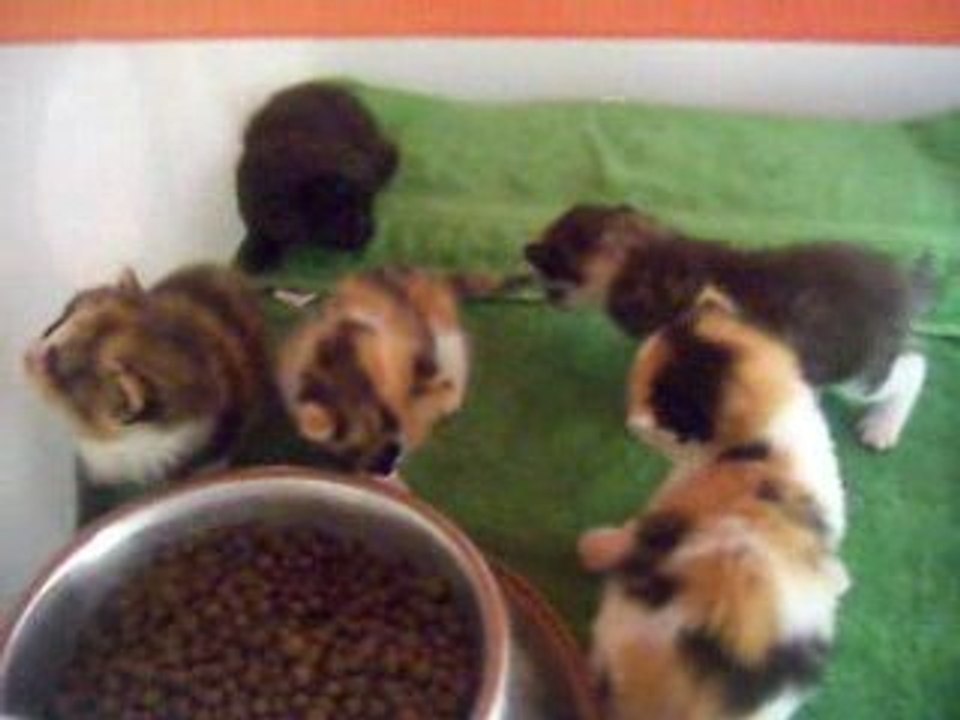 les chatons a 19 jours