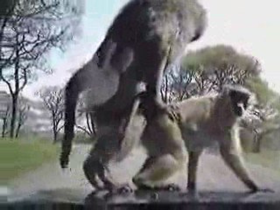 Sans gène les singes ! Blog-videos.org