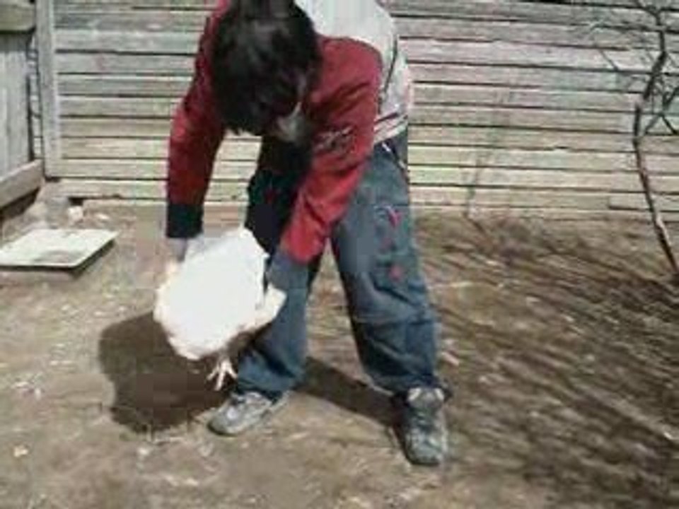 Comment endormir un poulet ? Blog-videos.org