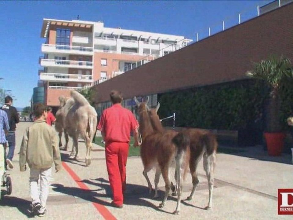 Les bêtes de cirque s'invitent à Rivetoile
