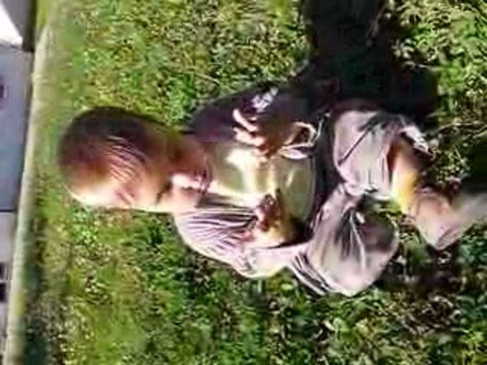 2009.05.29 - dehors