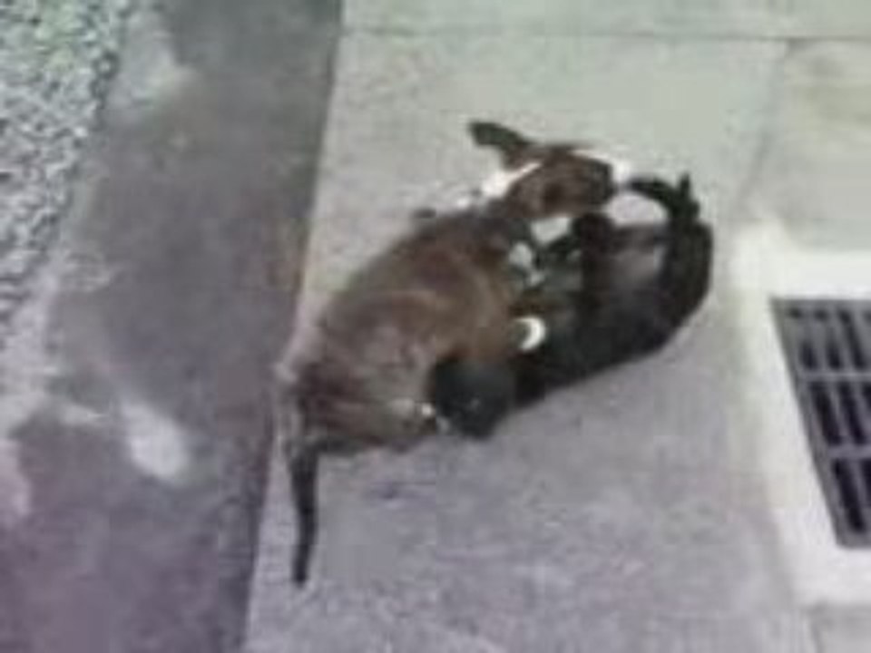 booba le staffie et bull-terrier