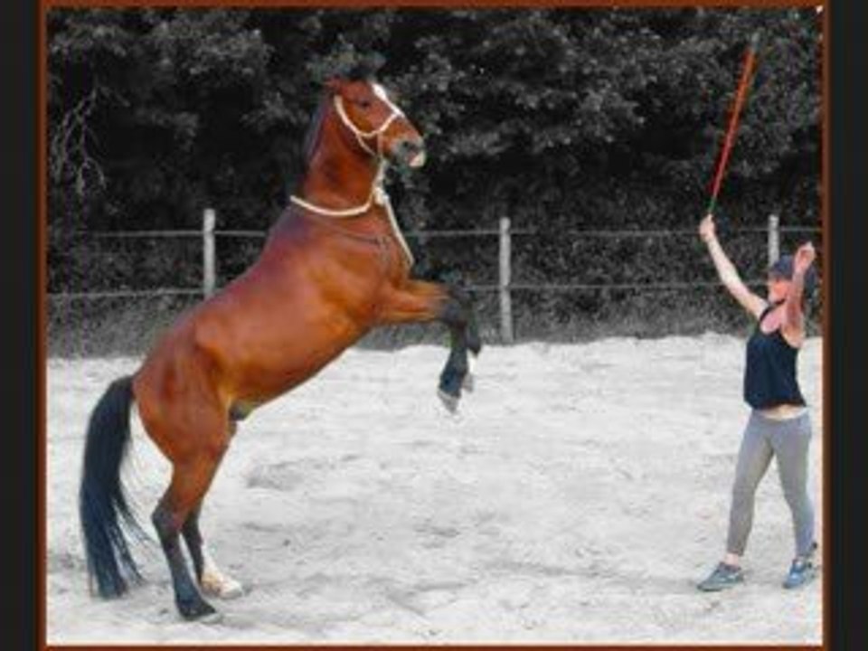 Vidéo des 7jeux parelli avec un peu de cirque, et du saut =S