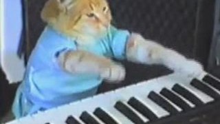 Google Wave - Play them off Keyboard Cat