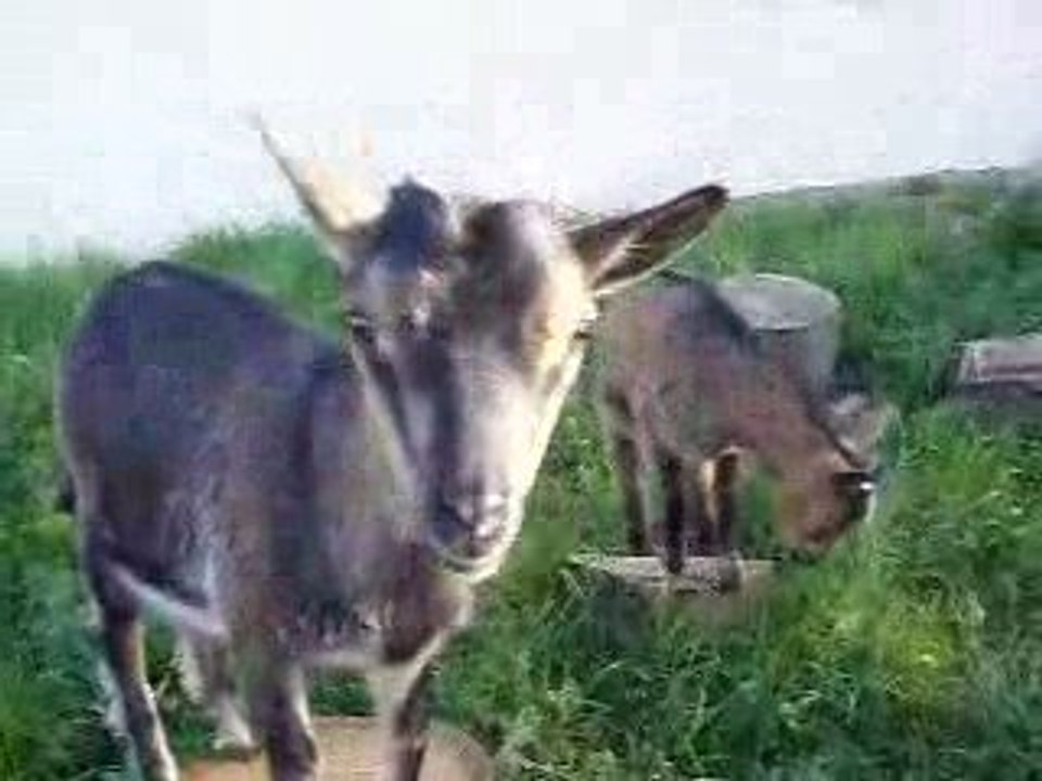 Mes copines les chèvres