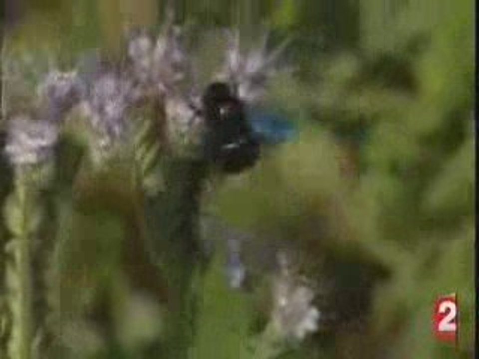 Disparition des abeilles