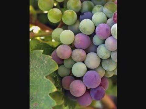 Izenzaren chamekh cherabe