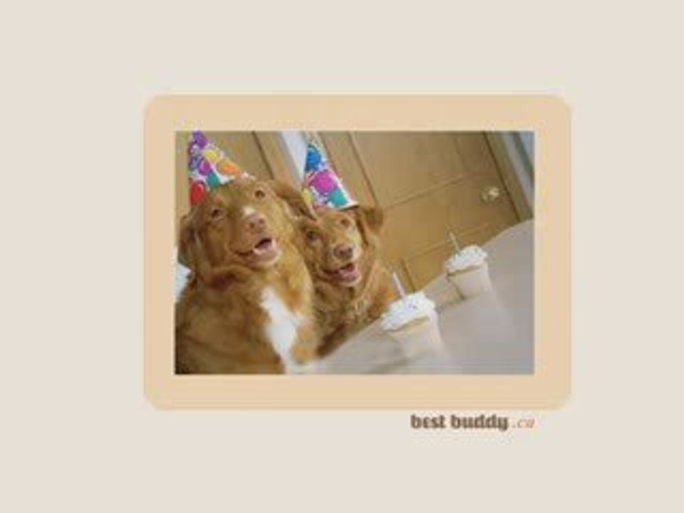 Dogdaycare-mississauga