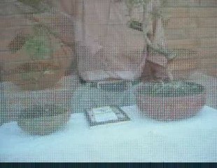 Bonsai Magico - Bunjin - Video 13 - bonsaimagicobunjin.com