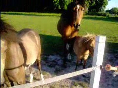 Videos des poneys 29 mai 09 015