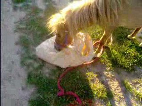 Videos des poneys 29 mai 09 016