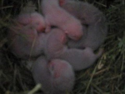 Furetons de Nävis x Persil