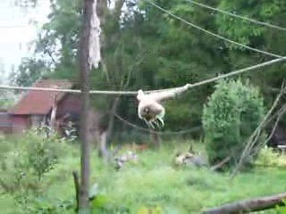 Gibbons