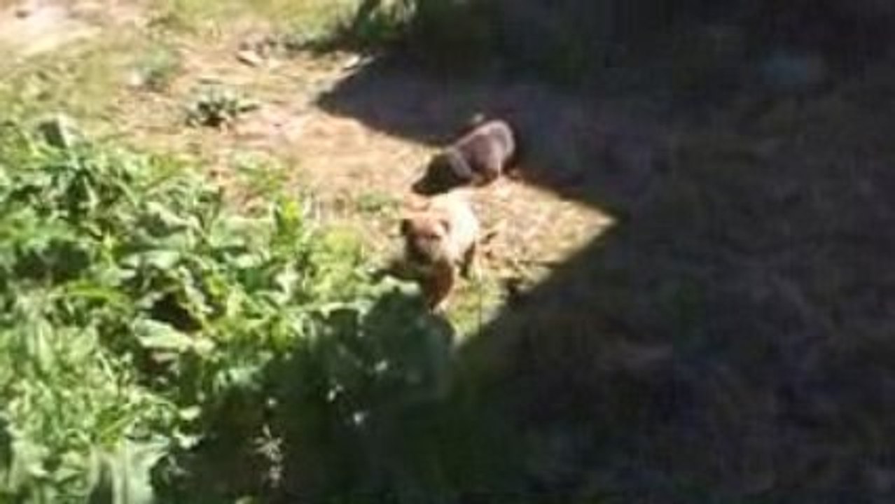 Emancipation chiot dogo canario 4 semaine 1/2