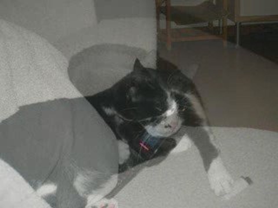 5 min d'une vie de chat...