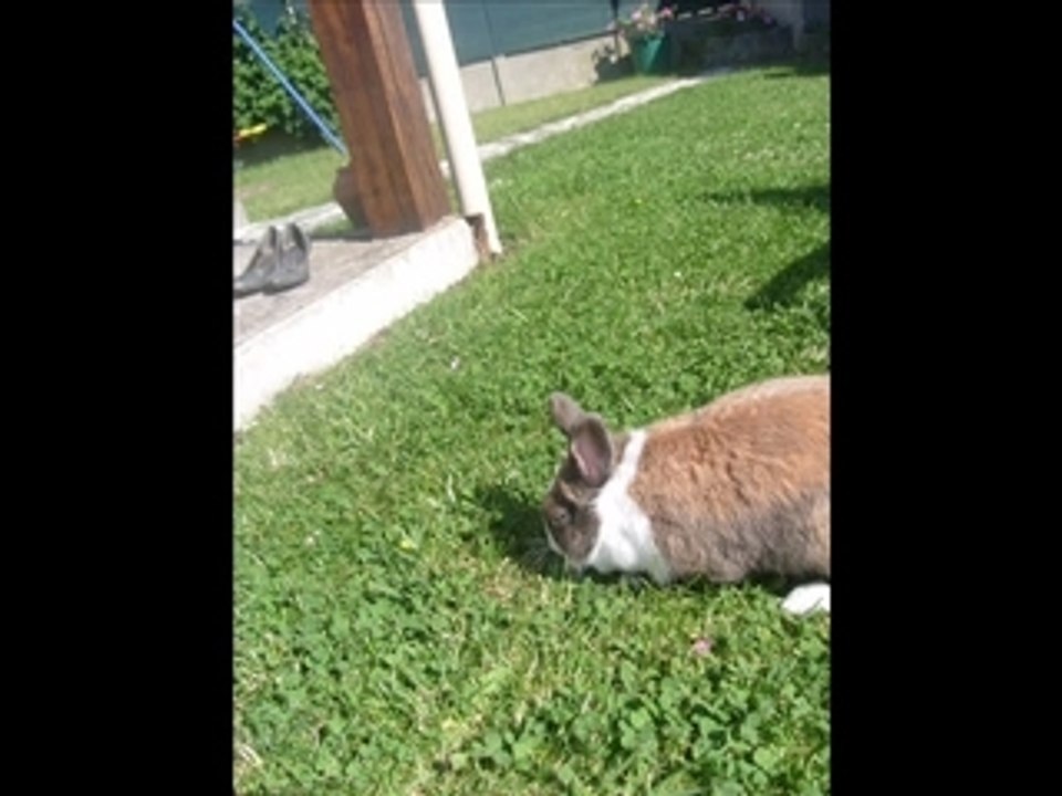 hamtaro en été