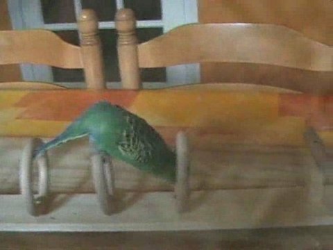 En cours d' apprentissage Repetition perruches N°2