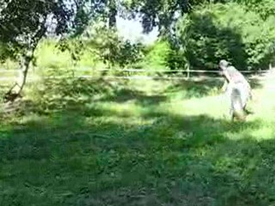 Samsara & moi au saut d'obstacle