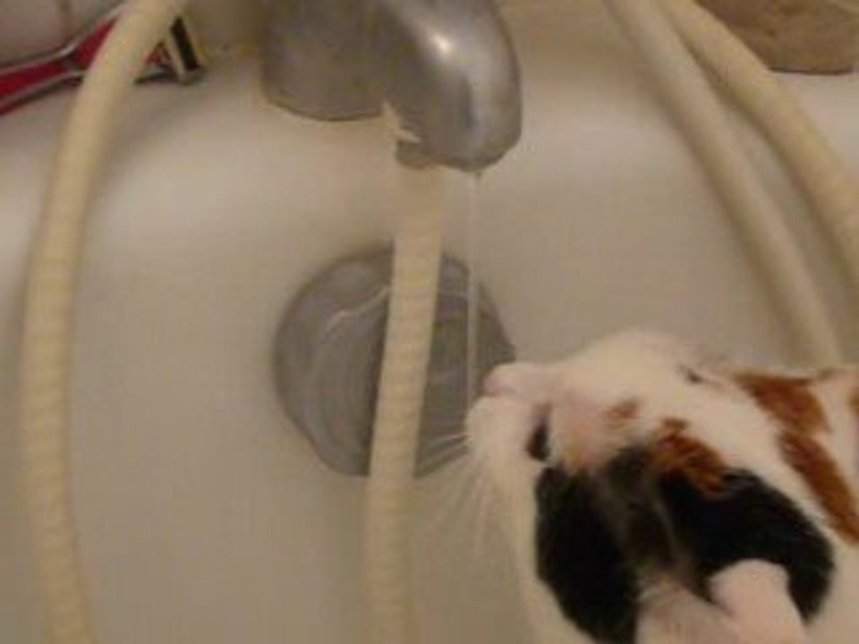 Kittie buvant au robinet de la baignoire