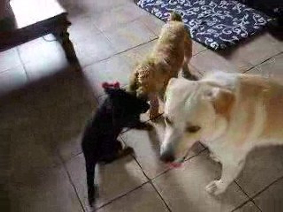 La vie d'un petit beauceron en Corse