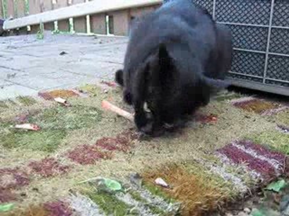 Carnivorous Black Cat