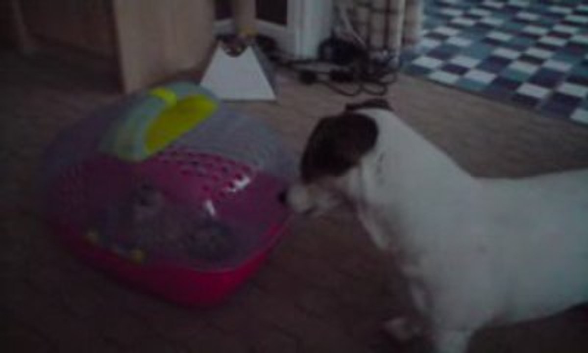 chienne d'un ami avec ma rate , un vidéo gag de délire