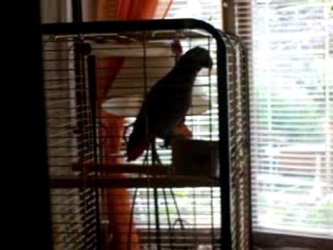 Coco siffle le pont de la rivière kwai